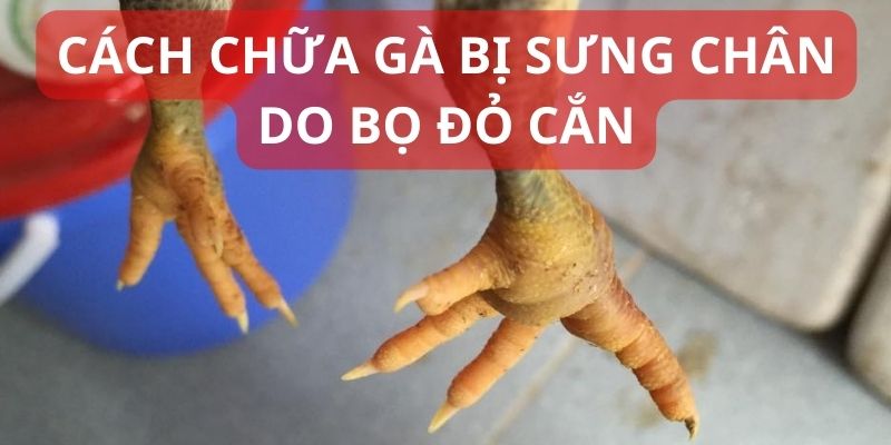 Lý do mà người nuôi dùng cách chữa gà bị sưng chân 