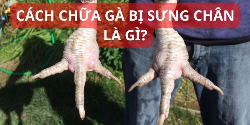 Thông tin cơ bản về cách chữa gà bị sưng chân