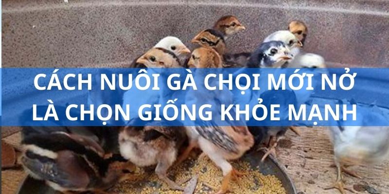 Cách nuôi gà chọi mới nở là nên lựa chọn giống khỏe