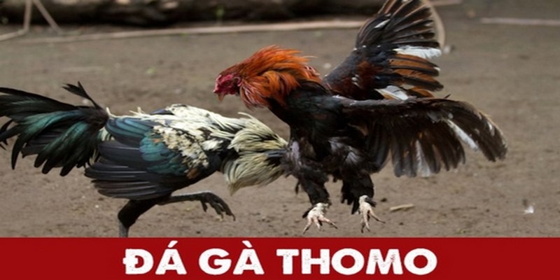 Đá gà trực tiếp thomo c2 ở Đá Gà 88