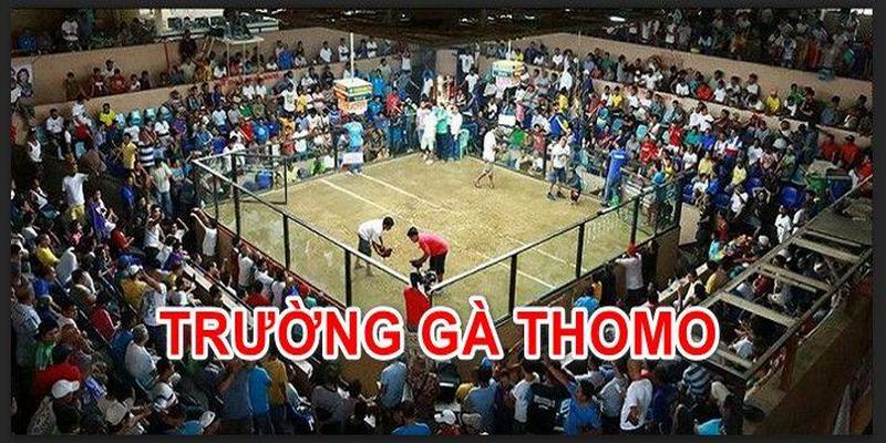 2 phương án di chuyển đến trường gà Thomo